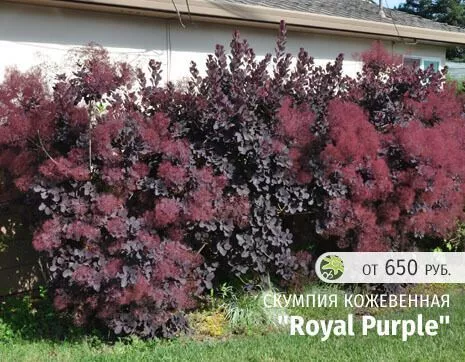 Royal Purple